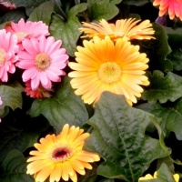 Gerbera Daisy.jpg